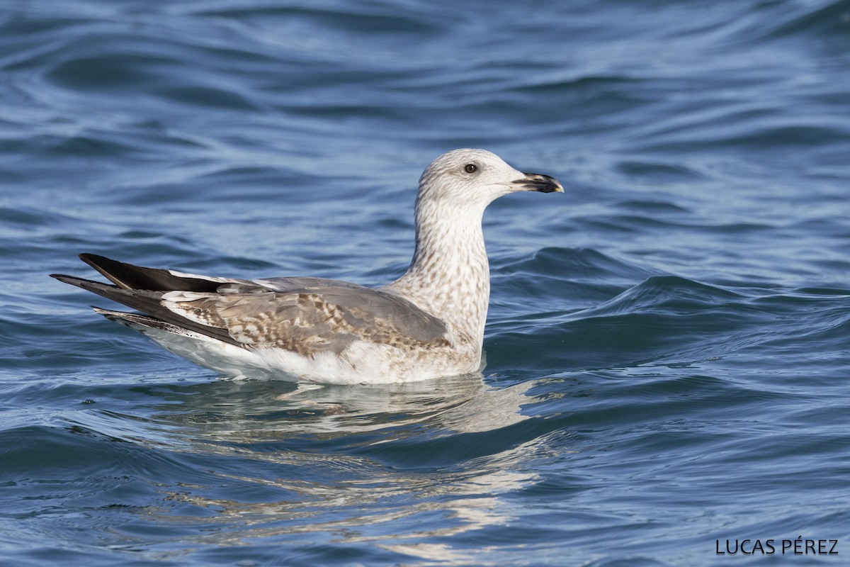 Клуша - ML646643072