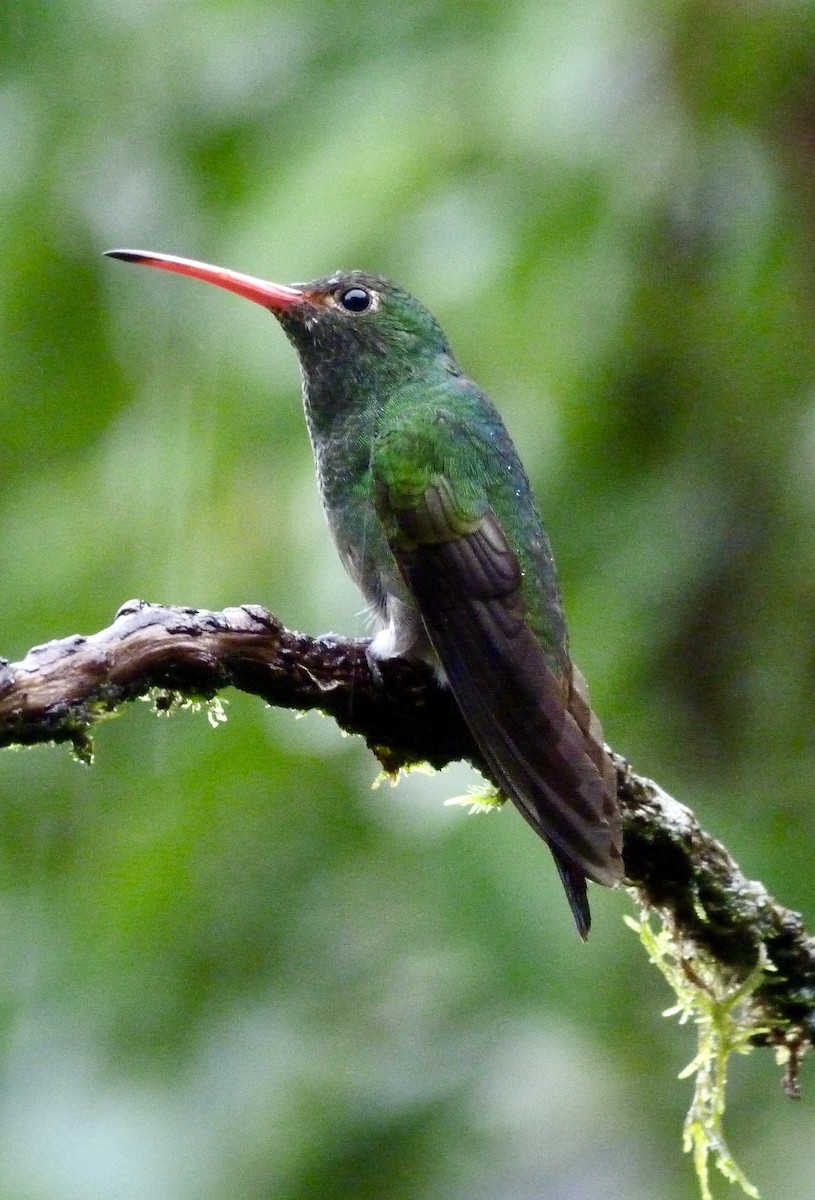 Braunschwanzamazilie - ML646643074