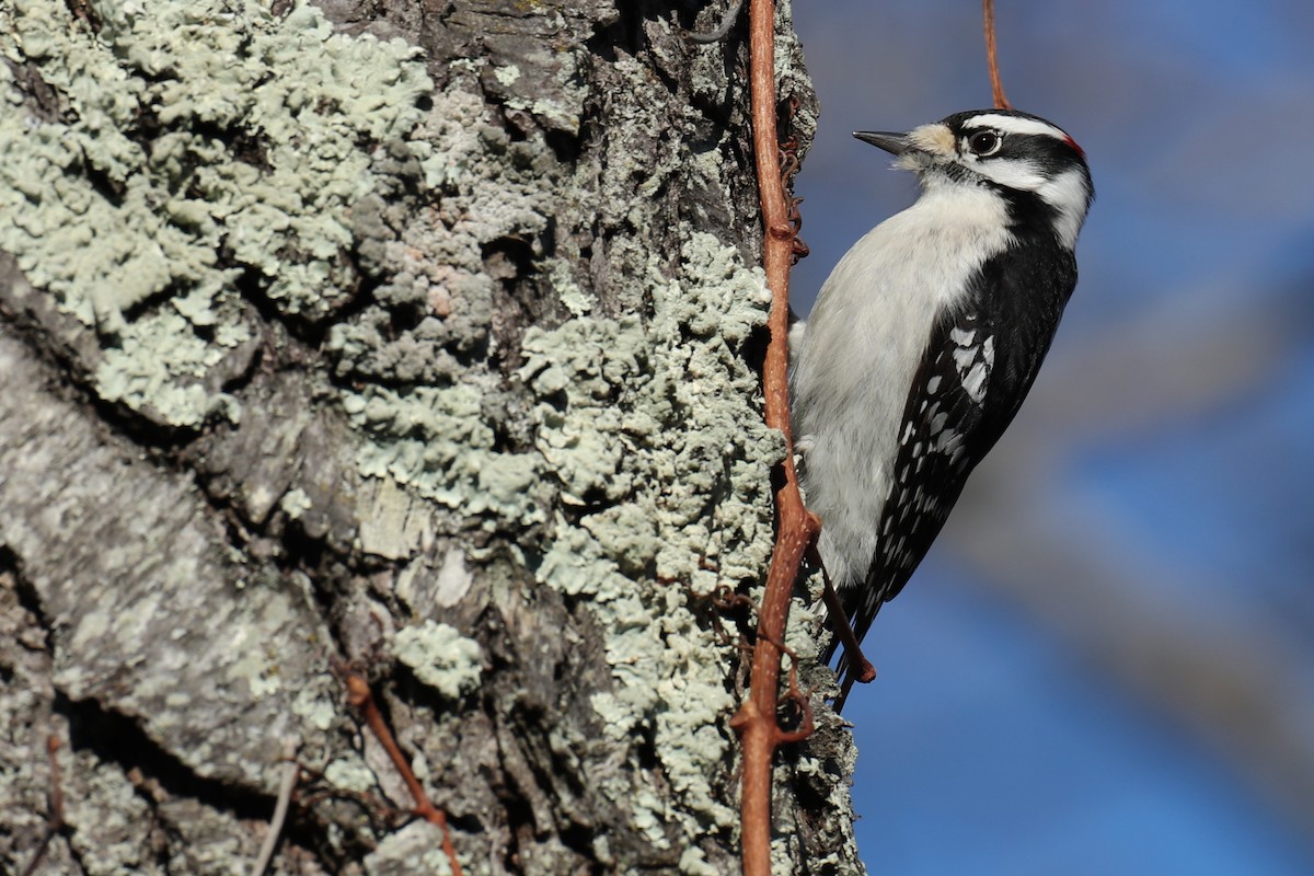 セジロコゲラ - ML646643076