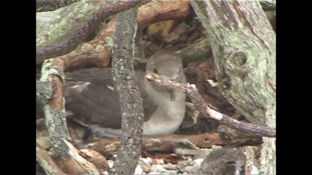 カワリシロハラミズナギドリ - ML646643077