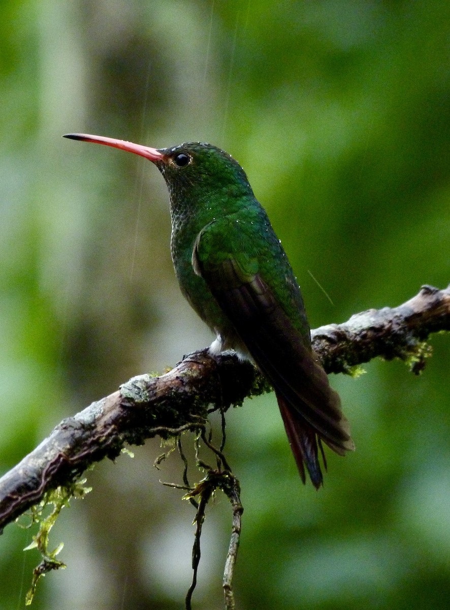 Braunschwanzamazilie - ML646643078