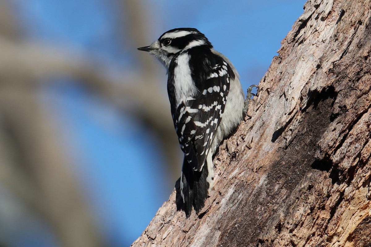 セジロコゲラ - ML646643079