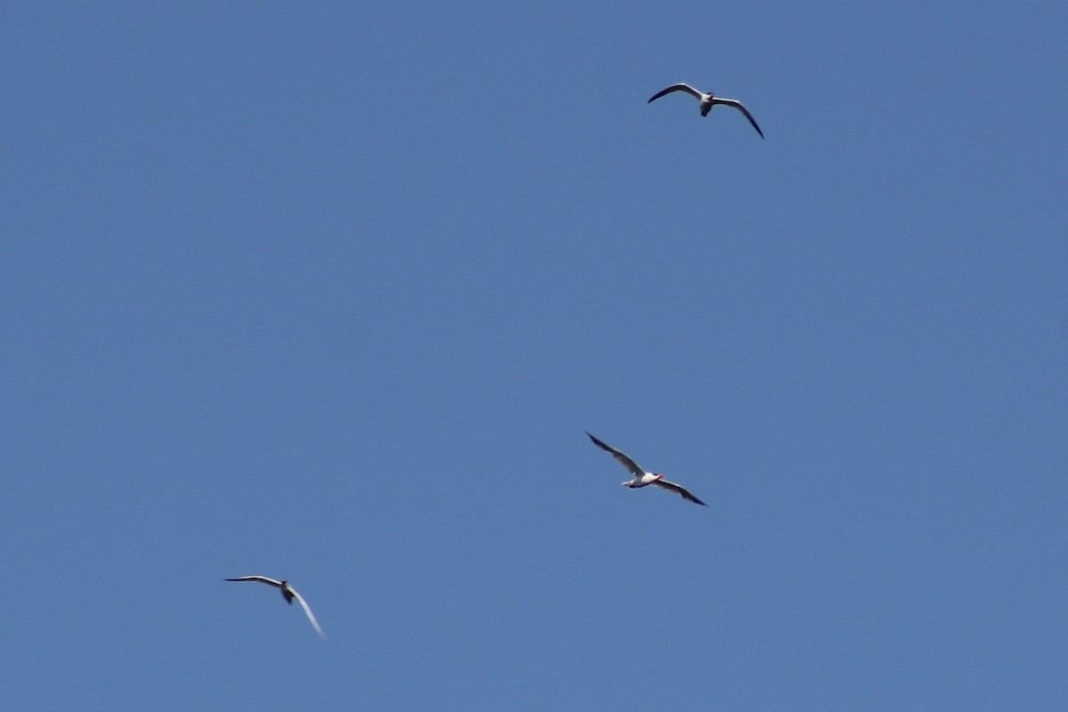 オニアジサシ - ML646643086