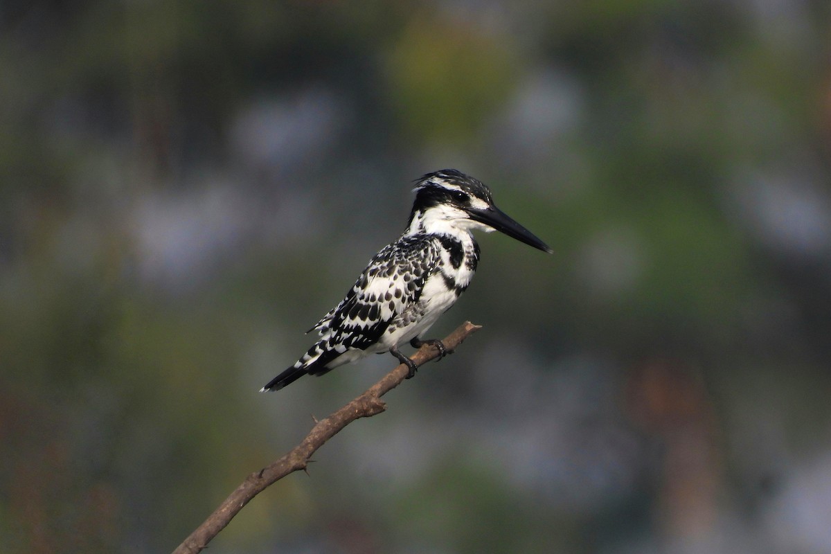 ヒメヤマセミ - ML646643087