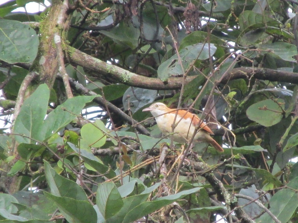 Pacific Hornero - ML646643088