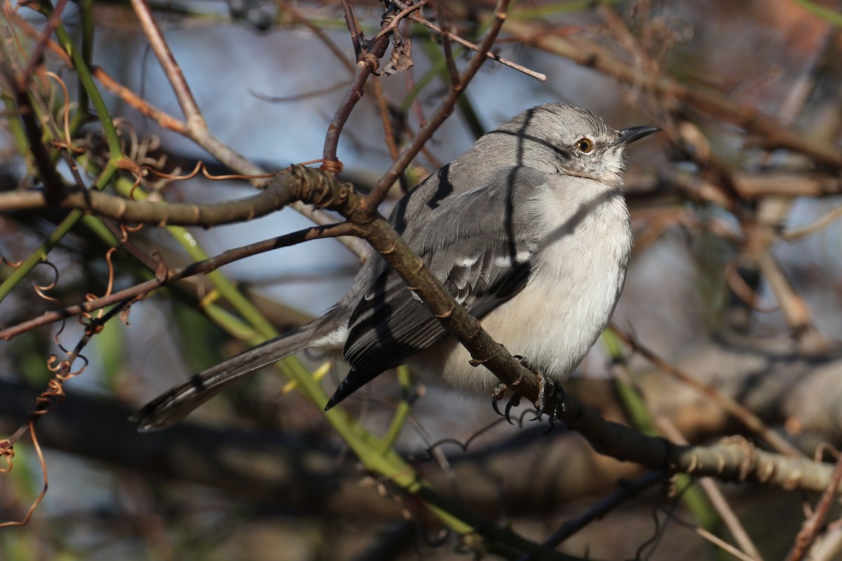 マネシツグミ - ML646643089