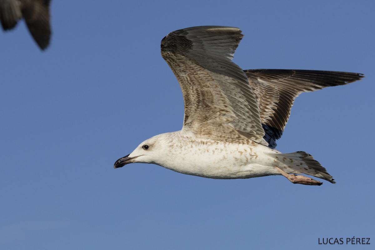 Средиземноморская чайка - ML646643090