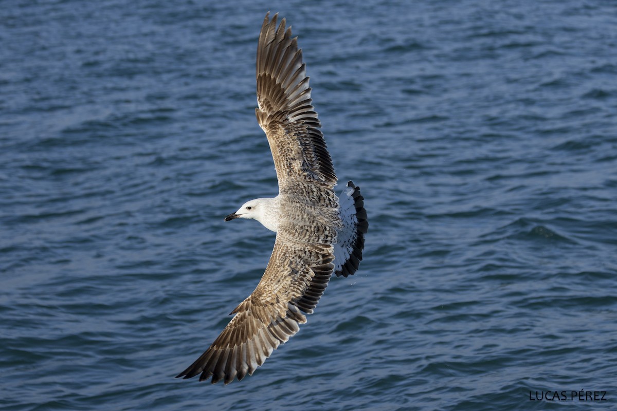 Средиземноморская чайка - ML646643091