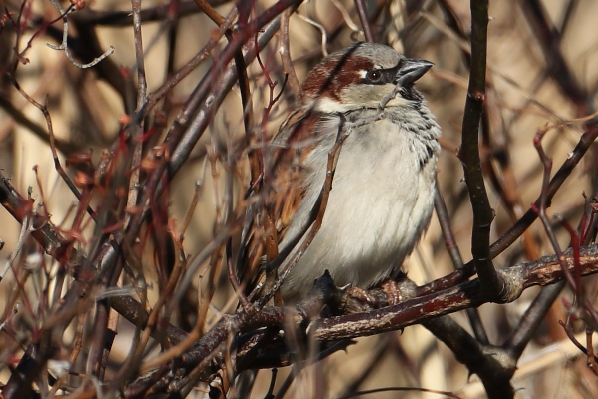 Gorrión Común - ML646643093