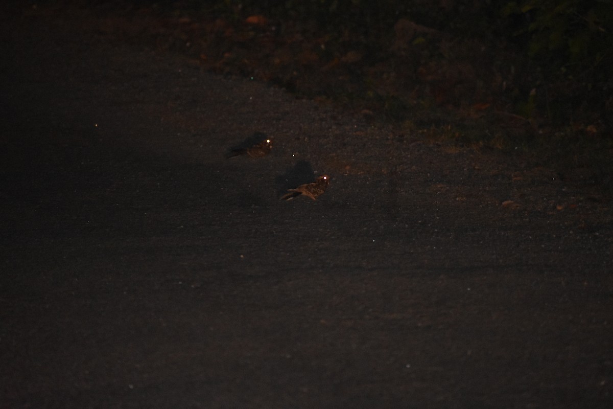 Chotacabras Hindú - ML646643094