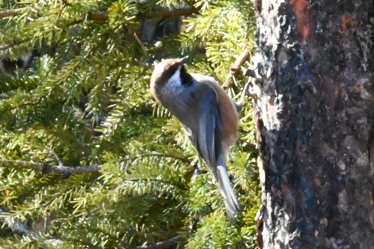 Hudsonmeise - ML646643095