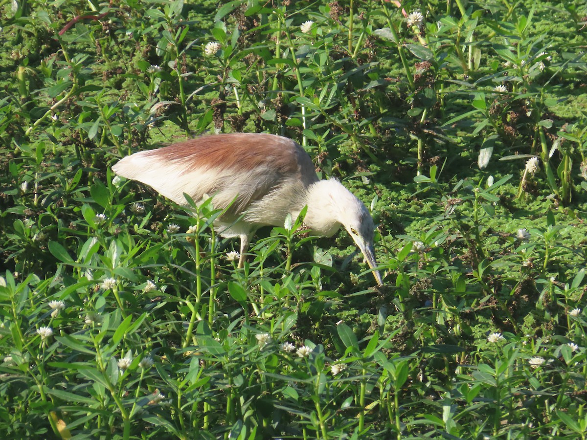 Indian Pond-Heron - ML646643098