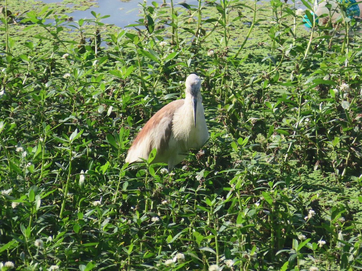 Indian Pond-Heron - ML646643099