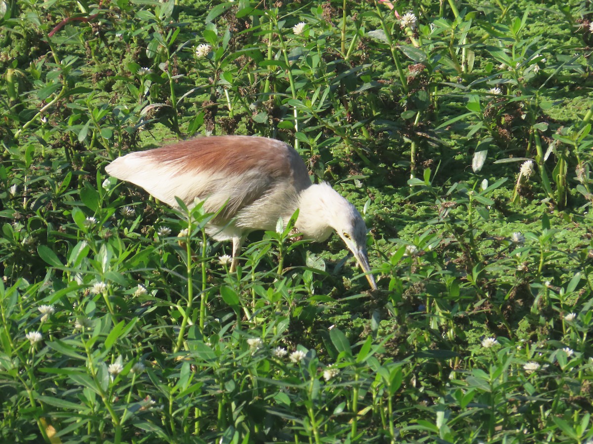 Indian Pond-Heron - ML646643100