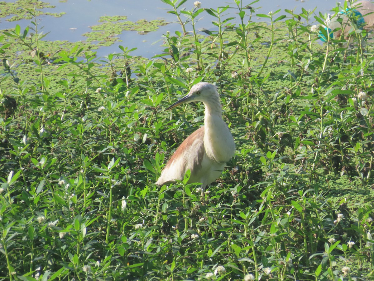 Indian Pond-Heron - ML646643101