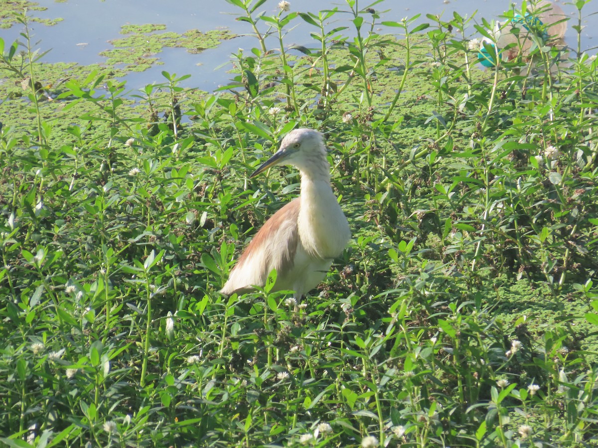 Indian Pond-Heron - ML646643102