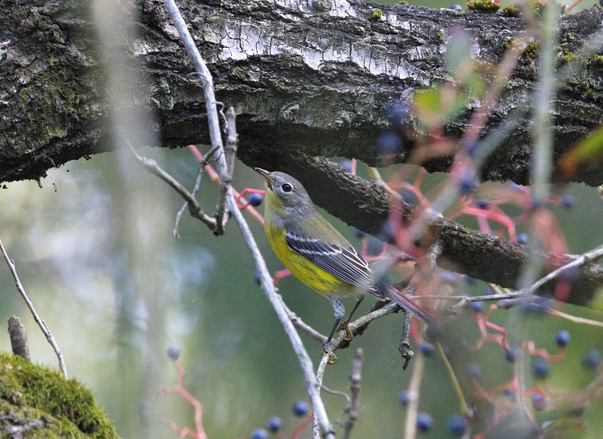 Magnolia Warbler - ML646643103