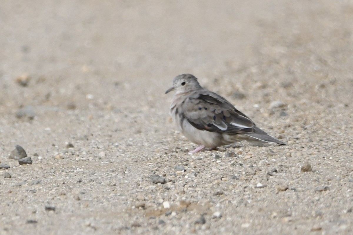 Plain-breasted Ground Dove - ML646643104