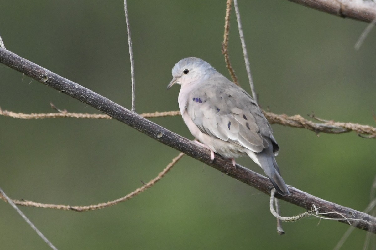 Plain-breasted Ground Dove - ML646643105