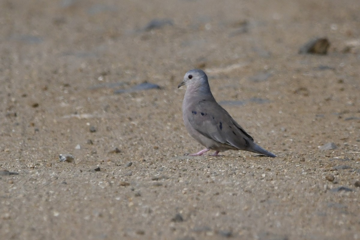 Plain-breasted Ground Dove - ML646643106