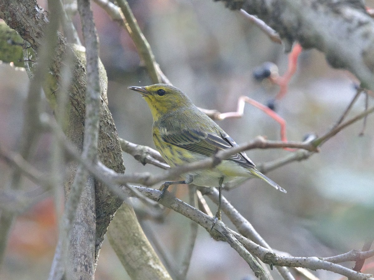 Cape May Warbler - ML646643108