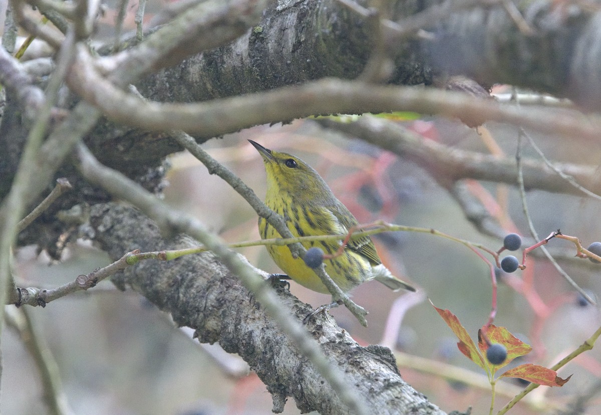Cape May Warbler - ML646643109