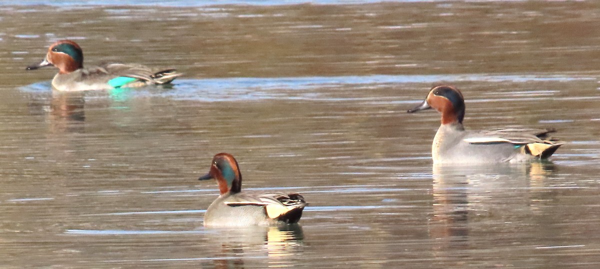 Green-winged Teal (Eurasian) - ML646643110