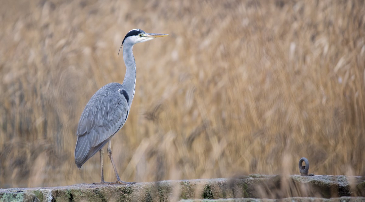 Хөх дэглий - ML646643111