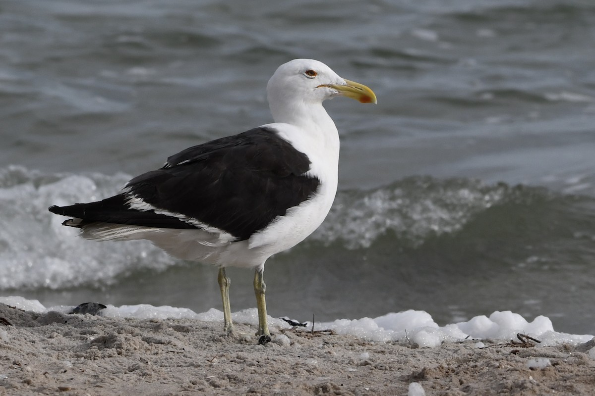 Kelp Gull - ML646643114