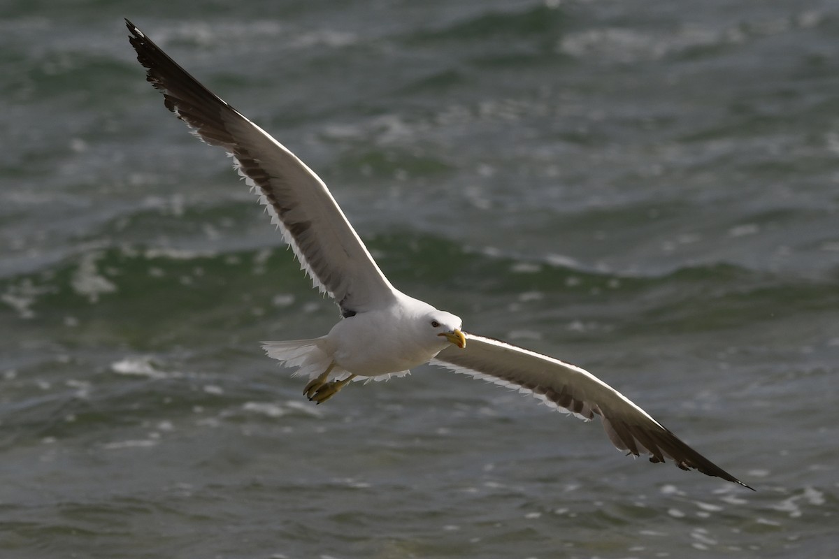 Kelp Gull - ML646643117