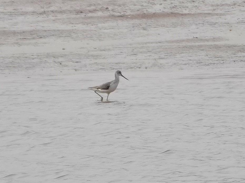 Grünschenkel - ML646643118