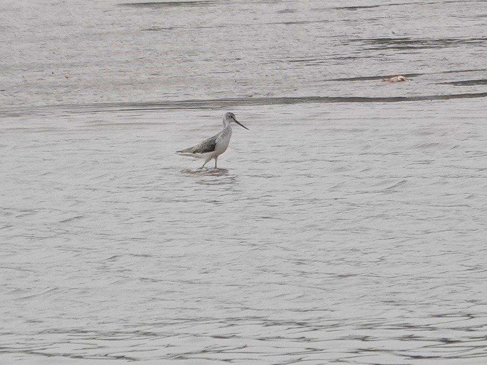 Grünschenkel - ML646643119