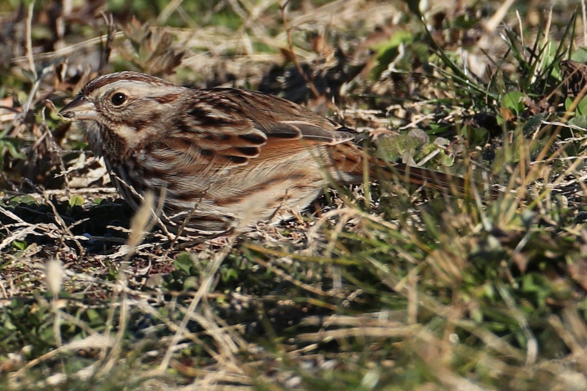 Song Sparrow - ML646643120