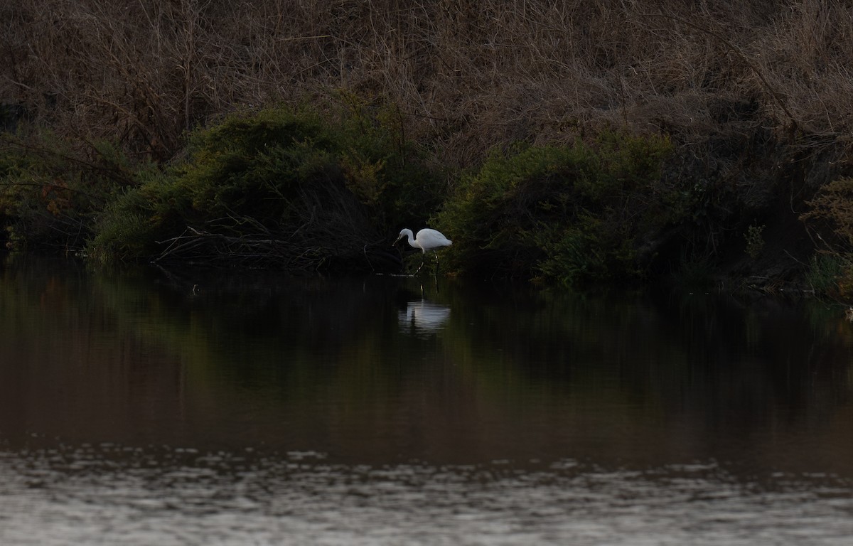 volavka stříbřitá - ML646643121