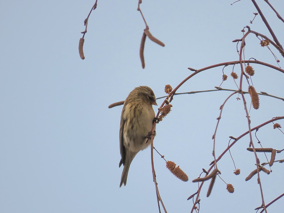 čečetka zimní - ML646643122