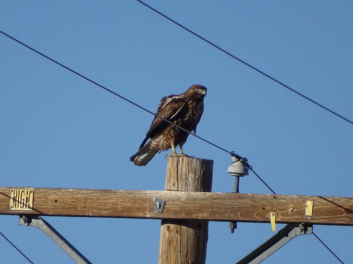Red-tailed Hawk (Harlan's) - ML646643123