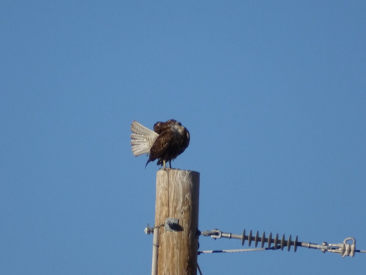 Red-tailed Hawk (Harlan's) - ML646643124