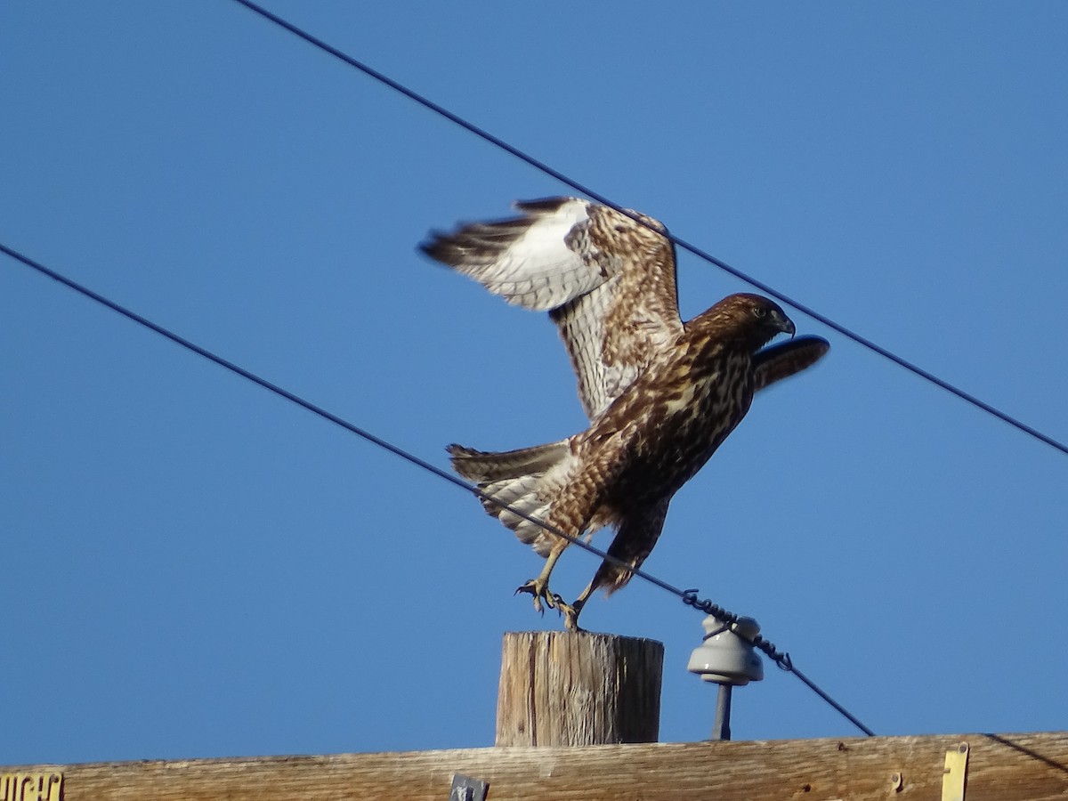 Red-tailed Hawk (Harlan's) - ML646643126