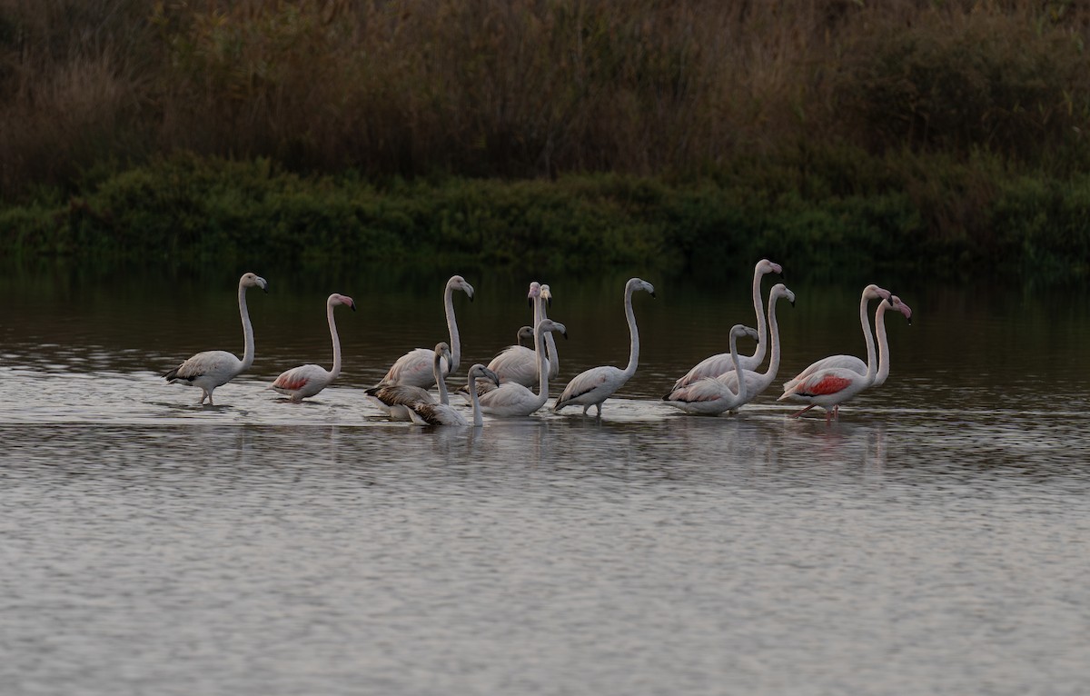 plameňák růžový - ML646643131