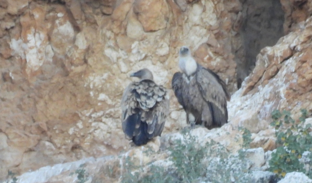 Eurasian Griffon - ML646643132