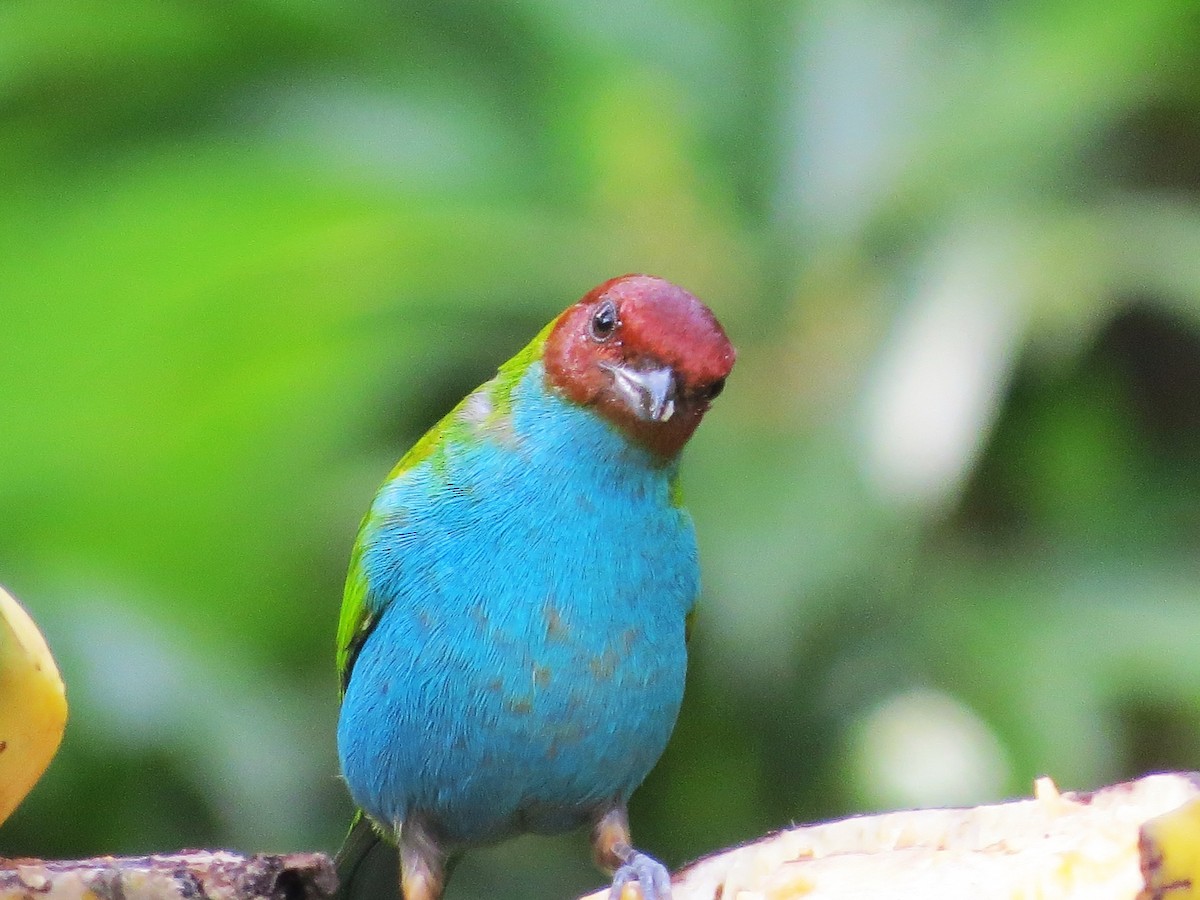 Bay-headed Tanager - ML646643135