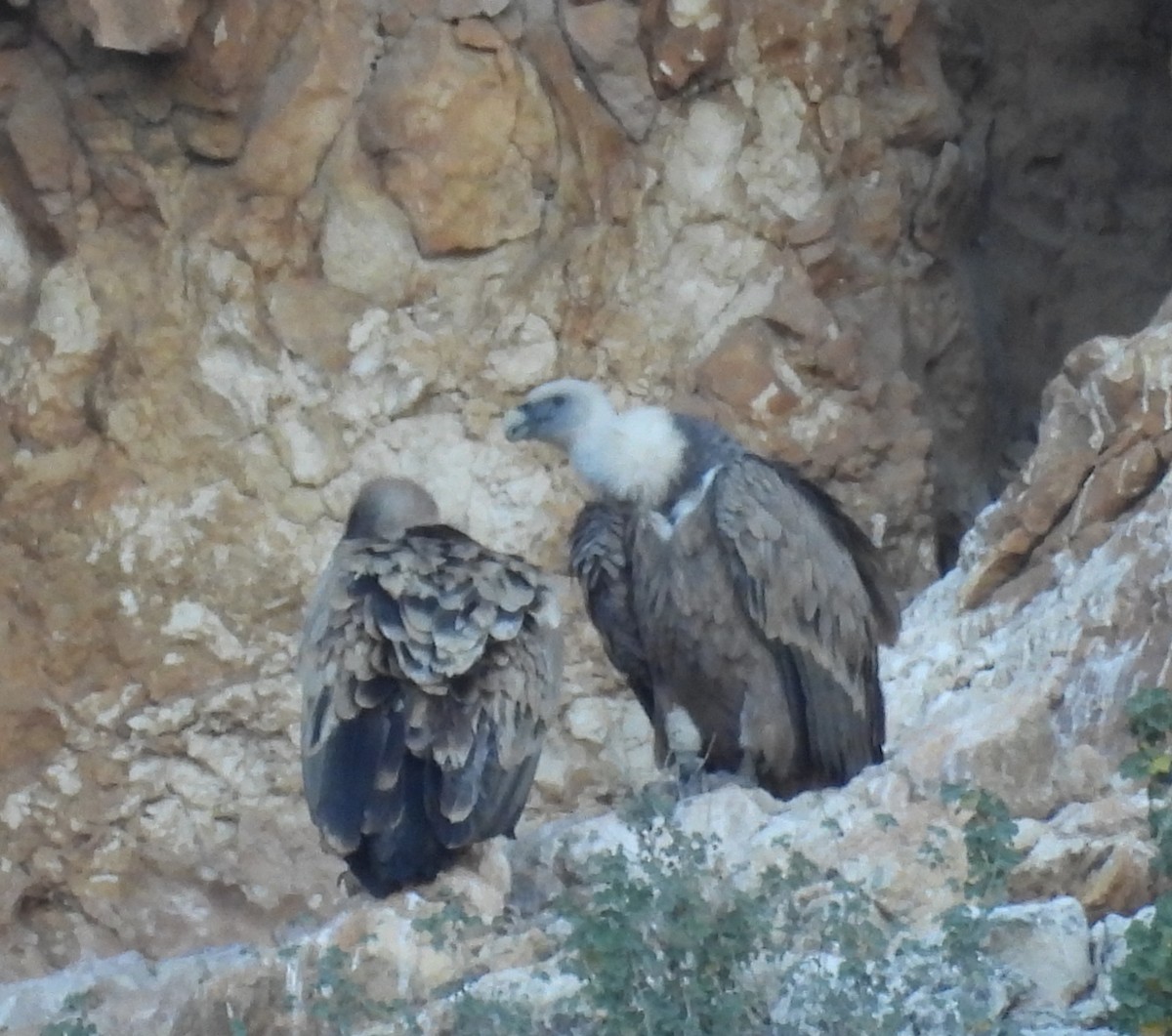 Eurasian Griffon - ML646643137