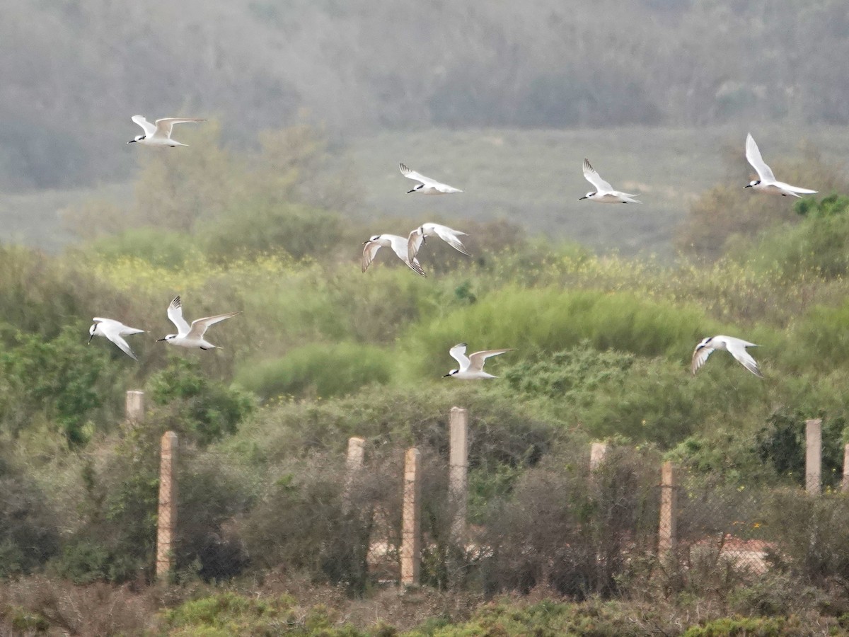 Крячок рябодзьобий - ML646643138