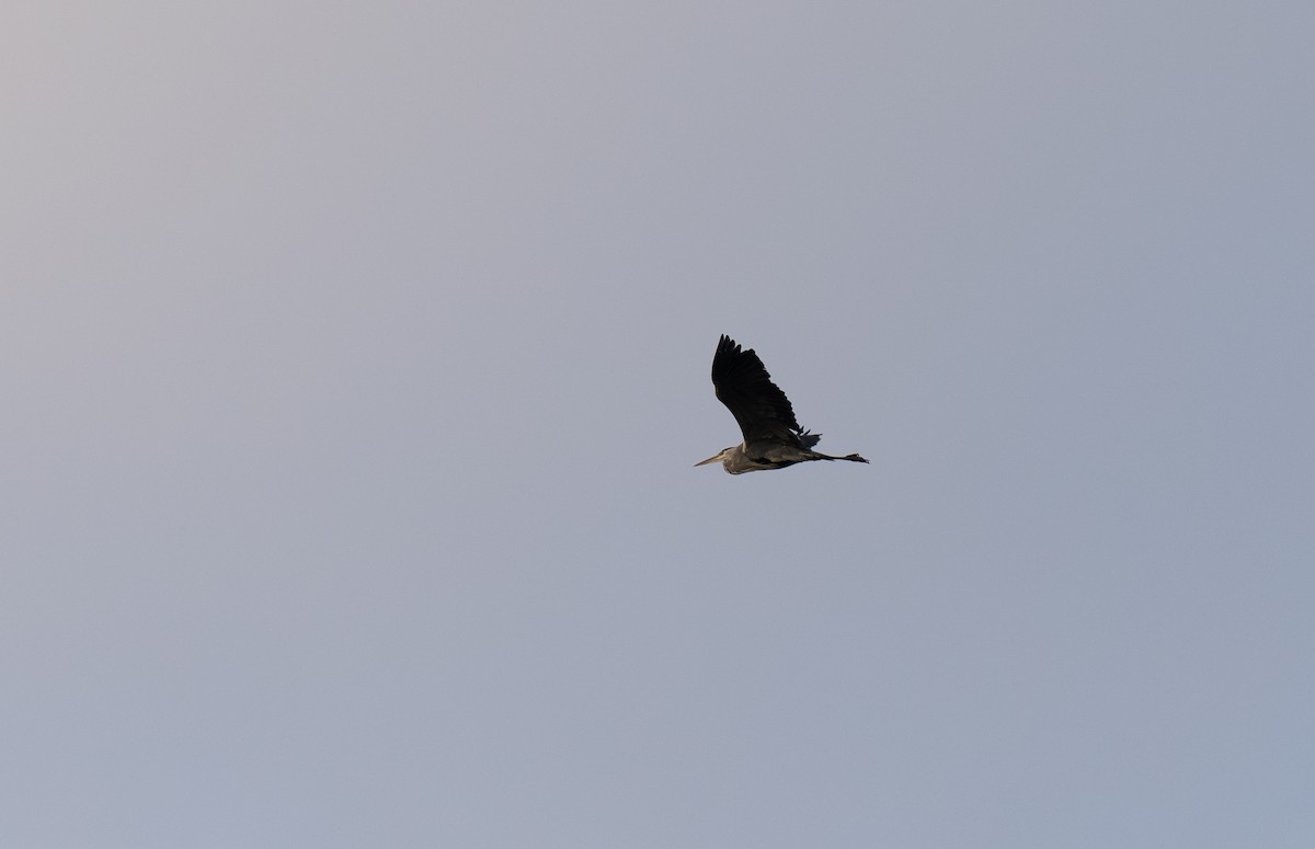 volavka popelavá - ML646643140