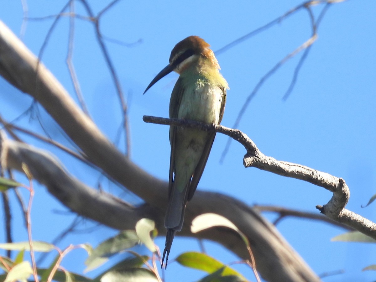 Madagaskar Arıkuşu - ML646643141