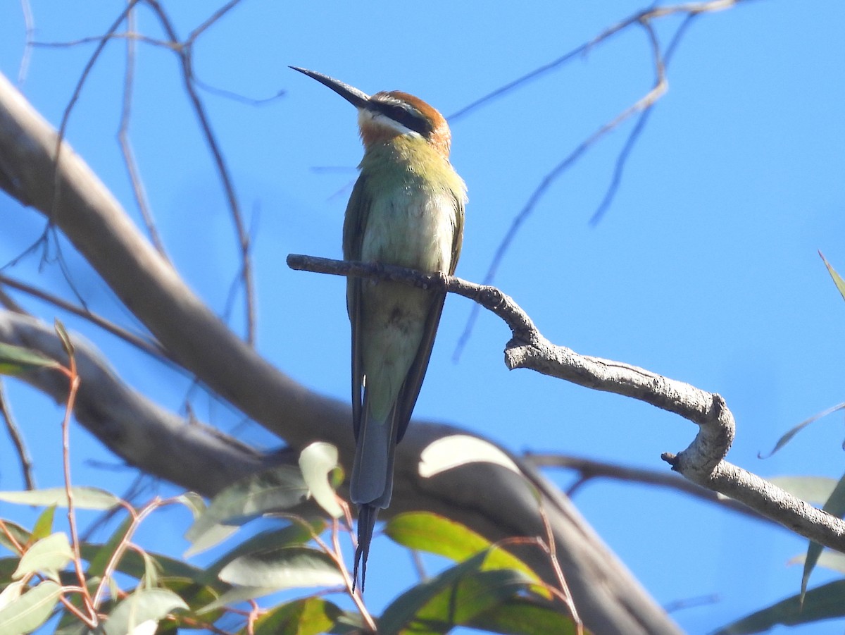 Madagaskar Arıkuşu - ML646643142