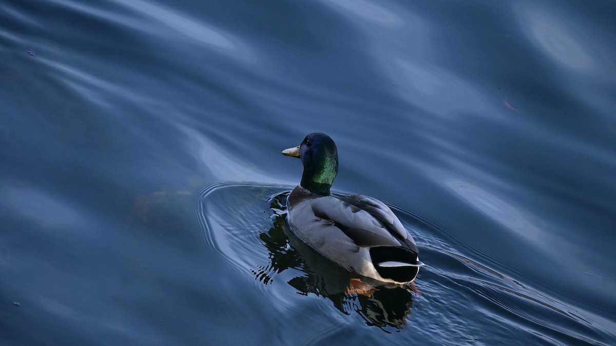 Canard colvert - ML646643143