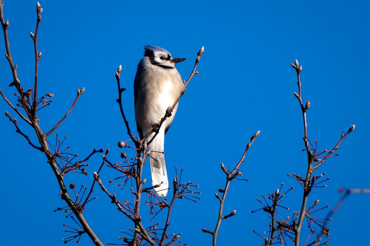Blue Jay - ML646643145