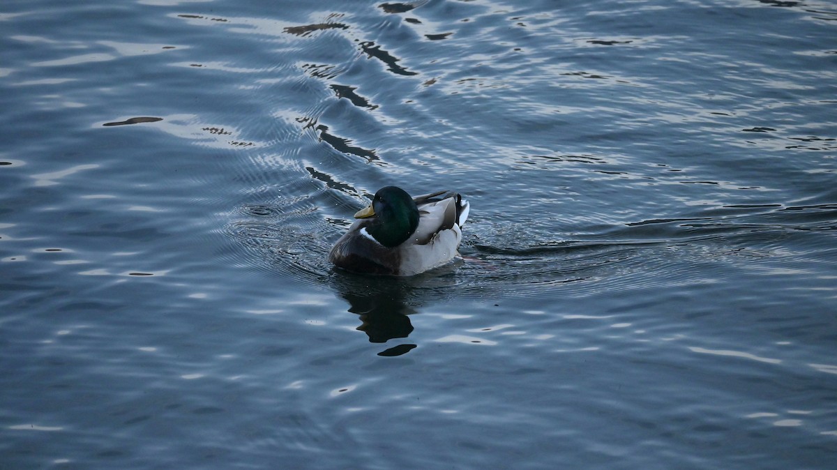 Canard colvert - ML646643147