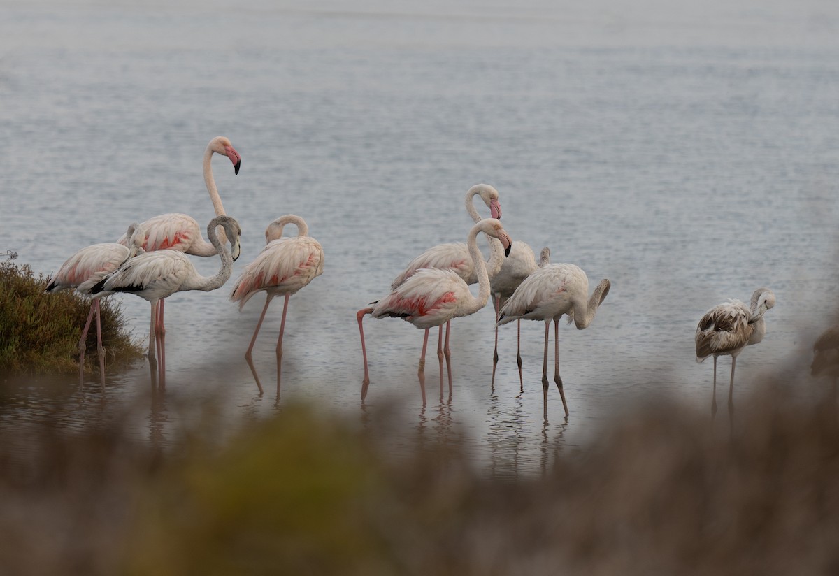 plameňák růžový - ML646643154